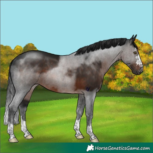 Horse Color:Gray Brown Rabicano 