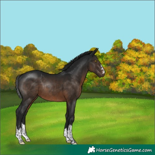 Horse Color:Gray Brown Rabicano 