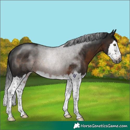 Horse Color:Gray Brown Splash Rabicano