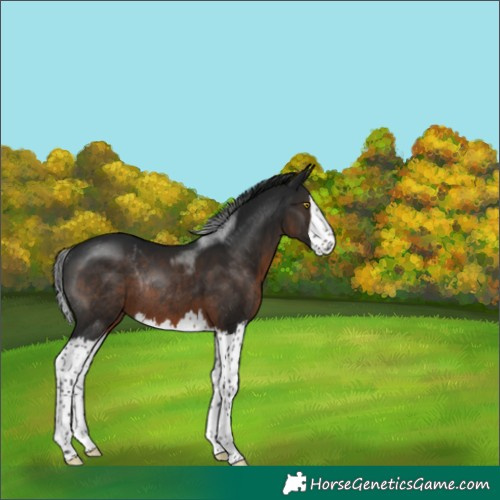 Horse Color:Gray Brown Splash Rabicano