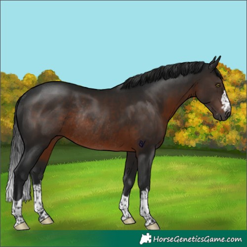 Horse Color:Gray Brown Rabicano 