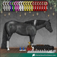 Horse Color:Black Tobiano