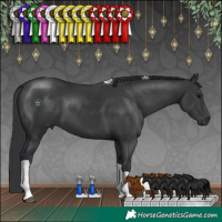 Horse Color:Black Tobiano 