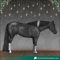 Horse Color:Black Tobiano