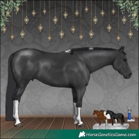 Horse Color:Black Tobiano 
