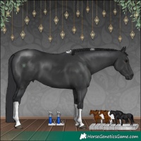 Horse Color:Black Tobiano 