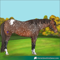 Horse Color:Bay Appaloosa 