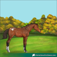 Horse Color:Bay Appaloosa