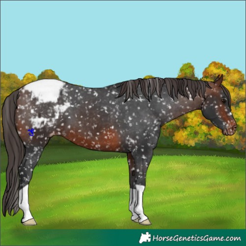 Horse Color:Brown Appaloosa 