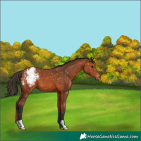 Horse Color:Bay Snowflake Varnish