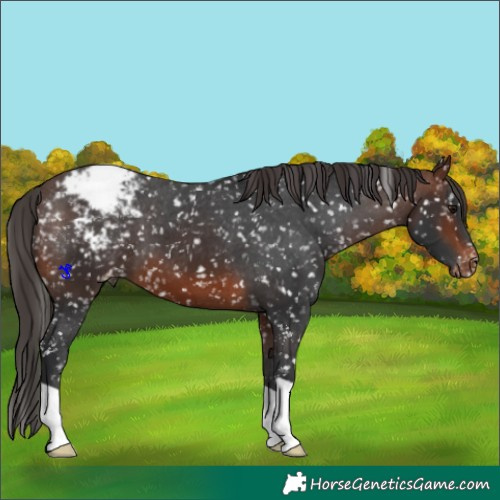 Horse Color:Brown Appaloosa 