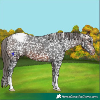Horse Color:Brown Appaloosa