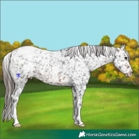 Horse Color:Brown Snowflake Varnish