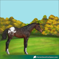 Horse Color:Brown Appaloosa