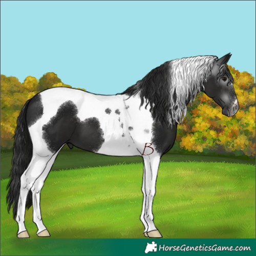 Horse Color:Gray Black Tobiano 