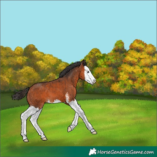 Horse Color:Bay Sabino Splash