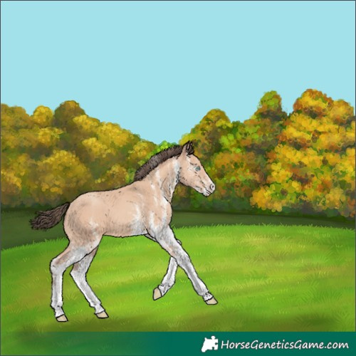 Horse Color:White Spotted Amber Champagne