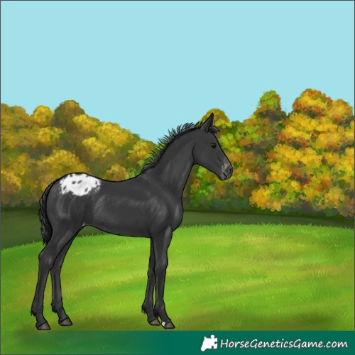 Horse Color:Black Appaloosa Rabicano