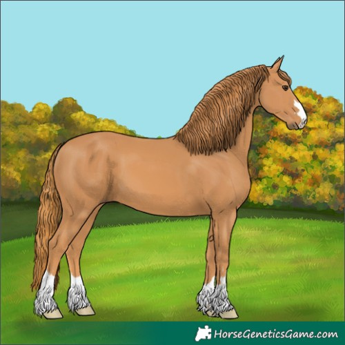 Horse Color:Chestnut 