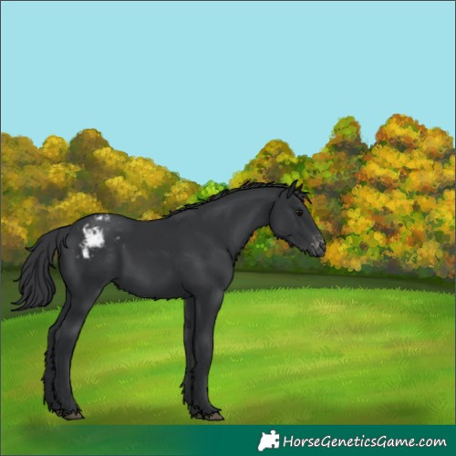 Horse Color:Black Blanket Rabicano 