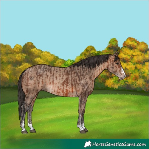 Horse Color:Brown Rabicano and Sable Champagne Rabicano