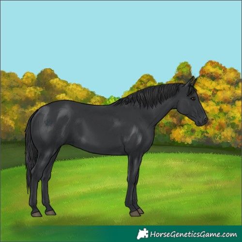 Horse Color:Unknown 