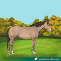 Horse Color:Amber Champagne 