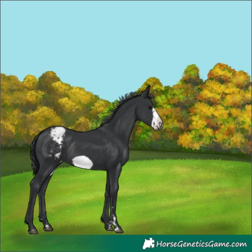 Horse Color:Black Frame Appaloosa Rabicano
