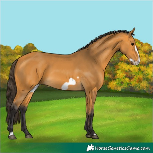 Horse Color:Buckskin Frame 
