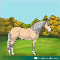 Horse Color:Silver Buckskin 