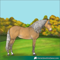 Horse Color:Silver Buckskin 