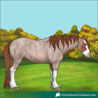 Horse Color:Red Roan Splash 