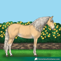 Horse Color:Palomino 
