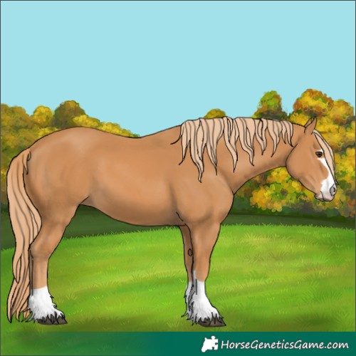 Horse Color:Chestnut 