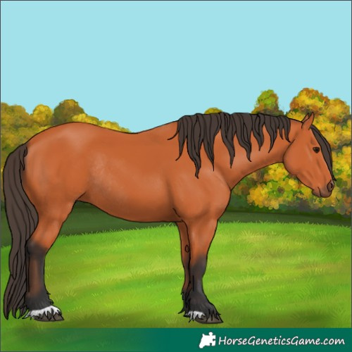 Horse Color:Bay Rabicano 