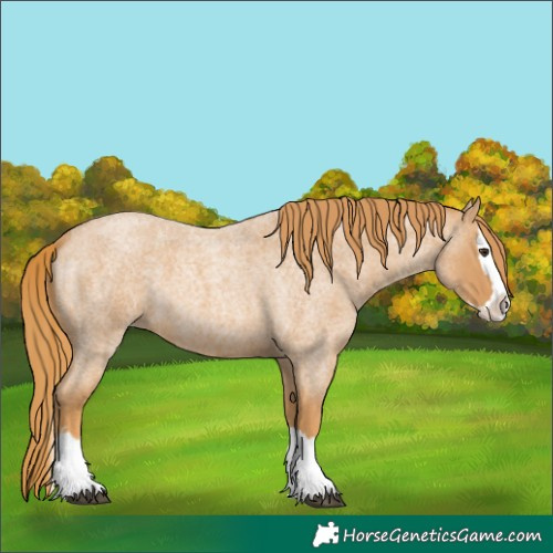 Horse Color:Red Roan Splash 