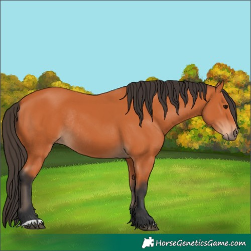 Horse Color:Bay Rabicano 