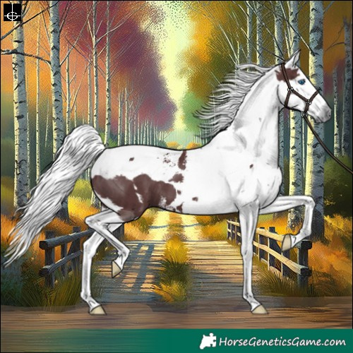 Horse Color:Chocolate Black Harlequin Merle Tobiano 