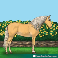 Horse Color:Palomino 