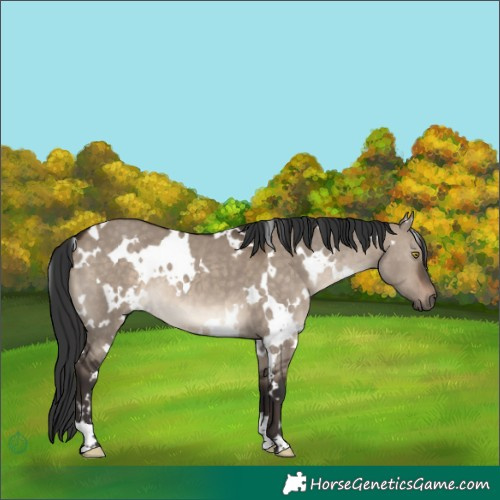 Horse Color:White Spotted Brown Dun 