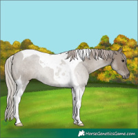Horse Color:Silver Grullo Tobiano 