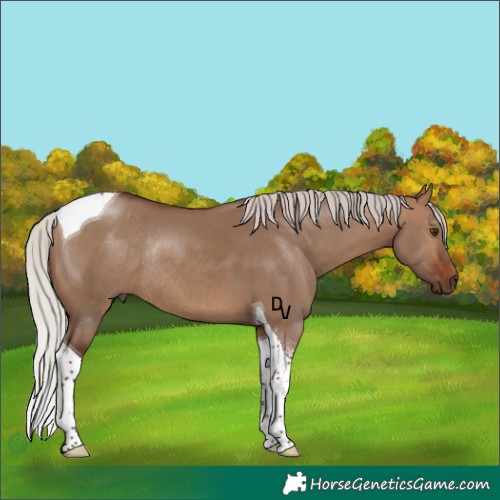 Horse Color:Silver Bay Dun Tobiano Rabicano 