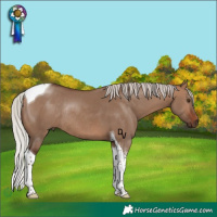 Horse Color:Silver Bay Dun Tobiano Rabicano