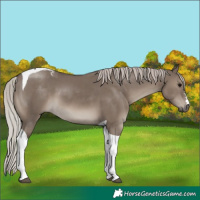Horse Color:Silver Grullo Tobiano 