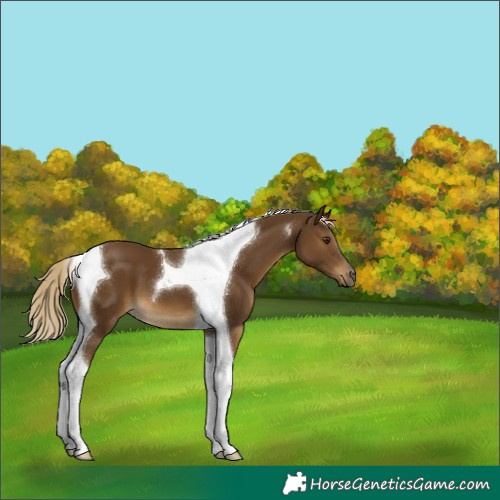 Horse Color:Chocolate Palomino Tobiano 