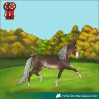 Horse Color:Silver Brown Sabino Rabicano 