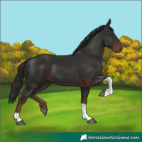 Horse Color:Liver Chestnut Tobiano