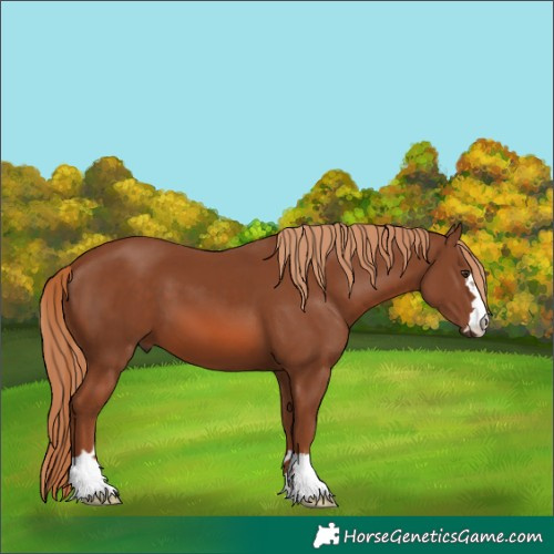 Horse Color:Chestnut 