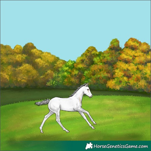 Horse Color:White Spotted Silver Brown Dun Splash Tobiano Frame Rabicano 