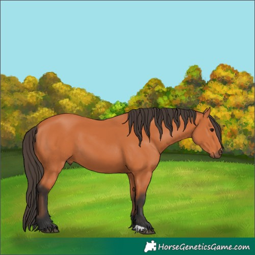 Horse Color:Bay 